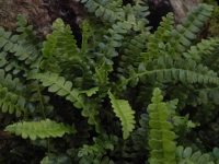 Lovely deep green short fronds make mats of weed suppressing growth.